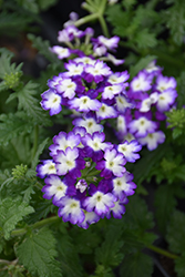 Wicked Purple Verbena (Verbena 'Wicked Purple') at Lakeshore Garden Centres