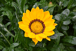 New Day Yellow Gazania (Gazania 'PAS1346162') at Lakeshore Garden Centres