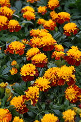 Hot Pak Spry Marigold (Tagetes patula 'PAS1077393') at Stonegate Gardens