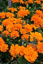 Durango Tangerine Marigold (Tagetes patula 'Durango Tangerine') at Stonegate Gardens