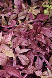 SolarPower Red Sweet Potato Vine (Ipomoea batatas 'SolarPower Red') at Lakeshore Garden Centres