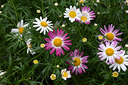 Comet Pink Shades Daisy (Argyranthemum frutescens 'Comet Pink Shades') at Stonegate Gardens