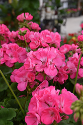Dynamo Hot Pink Geranium (Pelargonium 'Dynamo Hot Pink') at Stonegate Gardens