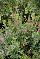 Arctic Birch (Betula nana) at Stonegate Gardens
