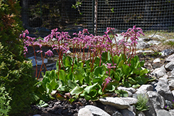Heartleaf Bergenia (Bergenia cordifolia) at Lakeshore Garden Centres