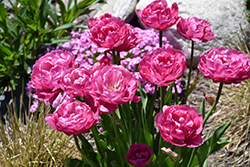 Amazing Grace Tulip (Tulipa 'Amazing Grace') at Lakeshore Garden Centres