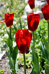 Canadian Liberator Tulip (Tulipa 'Canadian Liberator') at Lakeshore Garden Centres