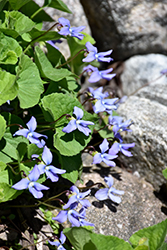 Wood Violet (Viola odorata) at Lakeshore Garden Centres