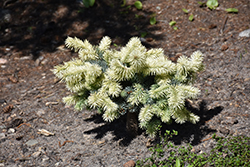 Spring Gold Colorado Spruce (Picea pungens 'Niemetz') at Lakeshore Garden Centres