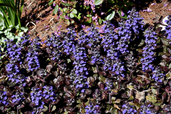 Black Scallop Bugleweed (Ajuga reptans 'Black Scallop') at Lakeshore Garden Centres