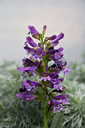 Pristine Lilac Purple Beardtongue (Penstemon barbatus 'Pristine Lilac Purple') at Lakeshore Garden Centres