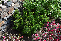 Morden Japanese Yew (Taxus cuspidata 'Morden') at Stonegate Gardens