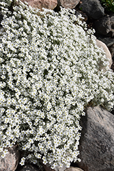 Silver Carpet Snow-In-Summer (Cerastium tomentosum 'Silver Carpet') at A Very Successful Garden Center