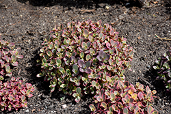 Sunsparkler Wildfire Stonecrop (Sedum 'Wildfire') at Lakeshore Garden Centres