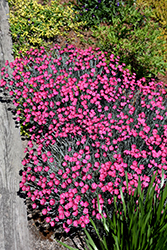 Wicked Witch Pinks (Dianthus gratianopolitanus 'Wicked Witch') at Wallitsch Nursery And Garden Center