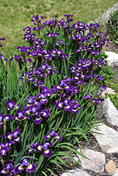 Jewelled Crown Siberian Iris (Iris sibirica 'Jewelled Crown') at Lakeshore Garden Centres