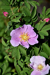 Virginia Rose (Rosa virginiana) at Lakeshore Garden Centres