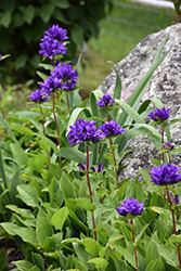 Clustered Bellflower (Campanula glomerata) at Lakeshore Garden Centres