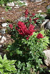 Heavy Metal Astilbe (Astilbe x arendsii 'Heavy Metal') at Lakeshore Garden Centres
