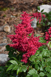 Heavy Metal Astilbe (Astilbe x arendsii 'Heavy Metal') at Stonegate Gardens