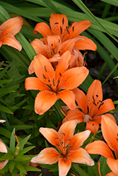 Orange Pixie Lily (Lilium 'Orange Pixie') at Lakeshore Garden Centres