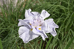 Dinner Plate Cupcake Japanese Iris (Iris ensata 'Cupcake') at A Very Successful Garden Center