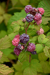 Jewel Black Raspberry (Rubus occidentalis 'Jewel') at Stonegate Gardens