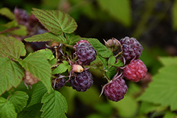 Jewel Black Raspberry (Rubus occidentalis 'Jewel') at Lakeshore Garden Centres
