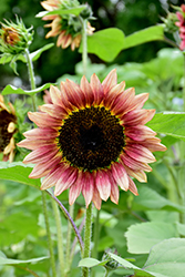 Ruby Eclipse Sunflower (Helianthus annuus 'Ruby Eclipse') at Stonegate Gardens
