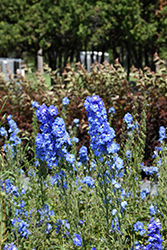 Blue Fountains Larkspur (Delphinium 'Blue Fountains') at The Mustard Seed