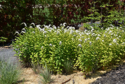 Gooseneck Loosestrife (Lysimachia clethroides) at Lakeshore Garden Centres