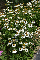 PowWow White Coneflower (Echinacea purpurea 'PowWow White') at Lakeshore Garden Centres