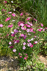 Sweetness Pinks (Dianthus plumarius 'Sweetness') at Stonegate Gardens