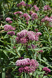 Cinderella Milkweed (Asclepias incarnata 'Cinderella') at Lakeshore Garden Centres
