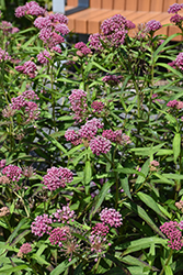 Cinderella Milkweed (Asclepias incarnata 'Cinderella') at Lakeshore Garden Centres