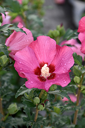 Paraplu Rouge Rose of Sharon (Hibiscus syriacus 'Minsyrou17') at Lakeshore Garden Centres