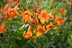 Chicklet Orange Esperanza (Tecoma 'TEC14004') at Stonegate Gardens