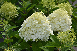 Fire Light Tidbit Hydrangea (Hydrangea paniculata 'SMNHPK') at Lakeshore Garden Centres