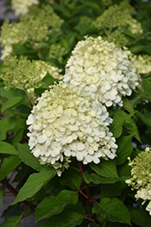 Little Lime Punch Hydrangea (Hydrangea paniculata 'SMNHPH') at Lakeshore Garden Centres