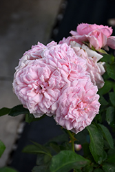 Reminiscent Pink Rose (Rosa 'BOZFRA021') at Stonegate Gardens