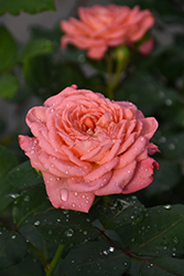Reminiscent Coral Rose (Rosa 'BOZFRA221') at Stonegate Gardens
