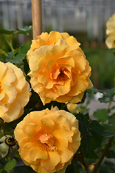 Rise Up Amberness Rose (Rosa 'CHEWAMBERNESS') at Lakeshore Garden Centres