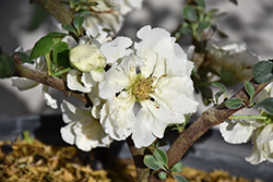 Double Take Eternal White Flowering Quince (Chaenomeles speciosa 'SMNCSDW') at Stonegate Gardens