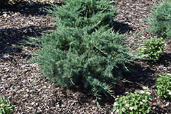 Montana Moss Juniper (Juniperus chinensis 'SMNJCHM') at Stonegate Gardens
