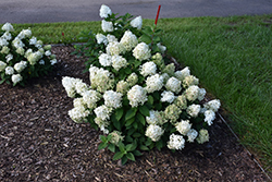 Quick Fire Fab Hydrangea (Hydrangea paniculata 'SMNHPM') at Lakeshore Garden Centres