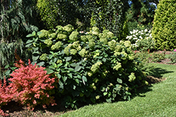 Invincibelle Sublime Smooth Hydrangea (Hydrangea arborescens 'SMNHRL') at Stonegate Gardens