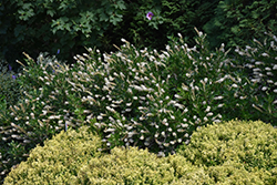 Vanilla Spice Summersweet (Clethra alnifolia 'Caleb') at Stonegate Gardens