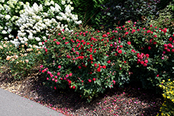 Oso Easy Double Red Rose (Rosa 'Meipeporia') at Lakeshore Garden Centres
