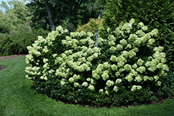 Little Lime Hydrangea (Hydrangea paniculata 'Jane') at Stonegate Gardens