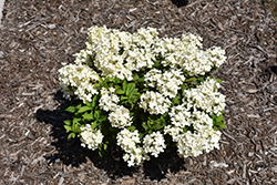 Tiny Quick Fire Hydrangea (Hydrangea paniculata 'SMNHPSB') at Lakeshore Garden Centres